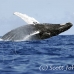 whale_humpback_h_00471_dom2519.jpg
